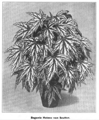 B. ‘Helene von Seutter’